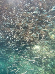 Trachurus novaezelandiae