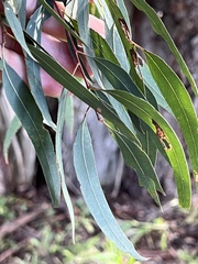 Eucalyptus nicholii