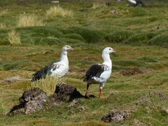 Oressochen melanopterus