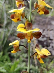 Eulophia streptopetala