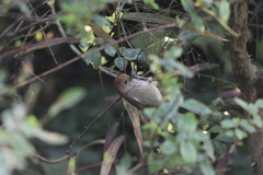 Sinosuthora webbiana