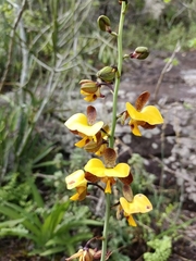Eulophia streptopetala
