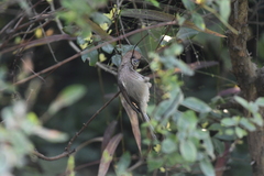 Sinosuthora webbiana