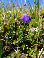 Campanula serrata