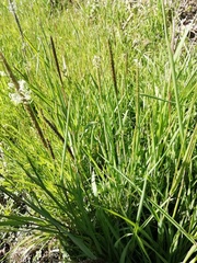 Alopecurus myosuroides