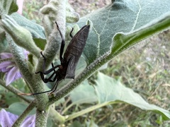 Anoplocnemis curvipes