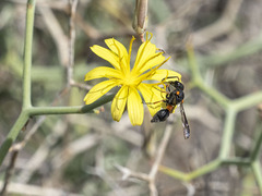 Leptochilus cruentatus