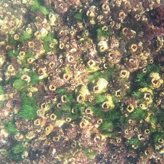 Pyura praeputialis