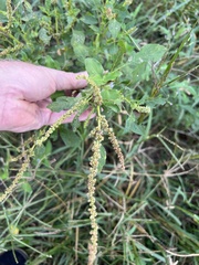 Amaranthus viridis