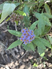 Aster albescens