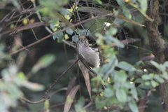 Sinosuthora webbiana