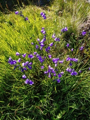 Campanula serrata