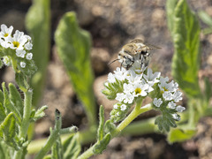 Anthophora pulverosa