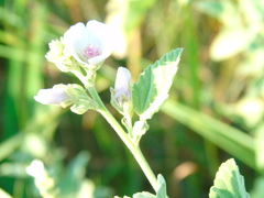 Althaea officinalis