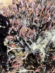 Rhododendron anthopogon