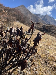 Rhododendron anthopogon