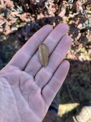 Rhododendron anthopogon