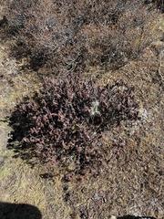 Rhododendron anthopogon