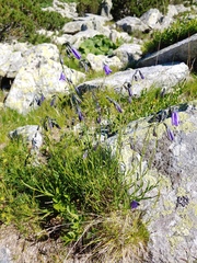 Campanula serrata