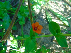 Anagallis