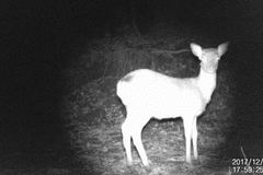 Cervus nippon nippon