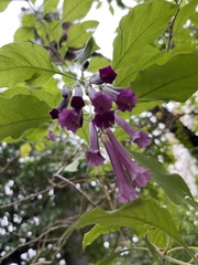 Clinopodium grandiflorum