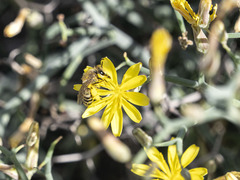Colletes moricei