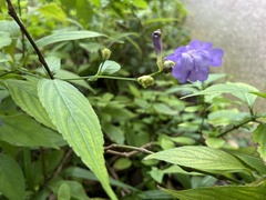Strobilanthes