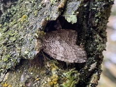 Epirrita dilutata