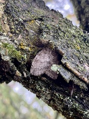 Epirrita dilutata