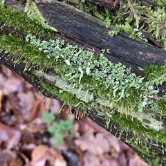 Cladonia digitata