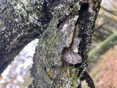 Epirrita dilutata