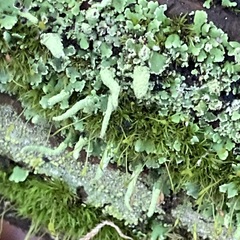 Cladonia digitata