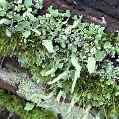 Cladonia digitata