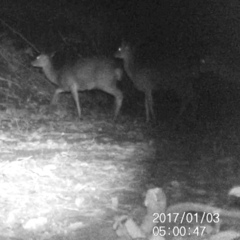 Cervus nippon nippon