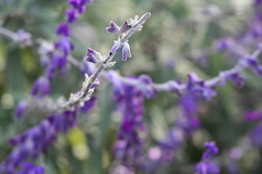 Salvia leucantha