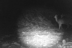 Cervus nippon nippon