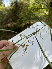 Daviesia wyattiana