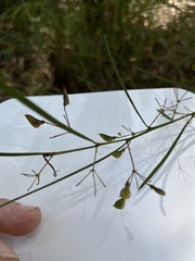 Daviesia wyattiana