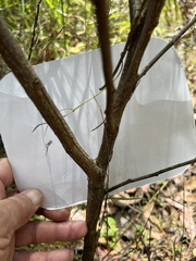 Daviesia wyattiana