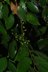 Lindera communis