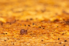 Dicyrtomidae