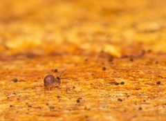 Dicyrtomidae