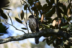 Accipiter trivirgatus