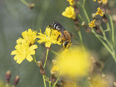 Colletes dimidiatus