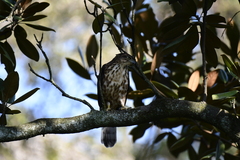 Accipiter trivirgatus