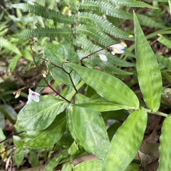 Codonacanthus pauciflorus