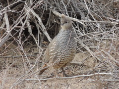 Callipepla squamata
