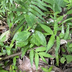 Codonacanthus pauciflorus