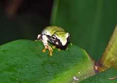 Heterixalus punctatus
